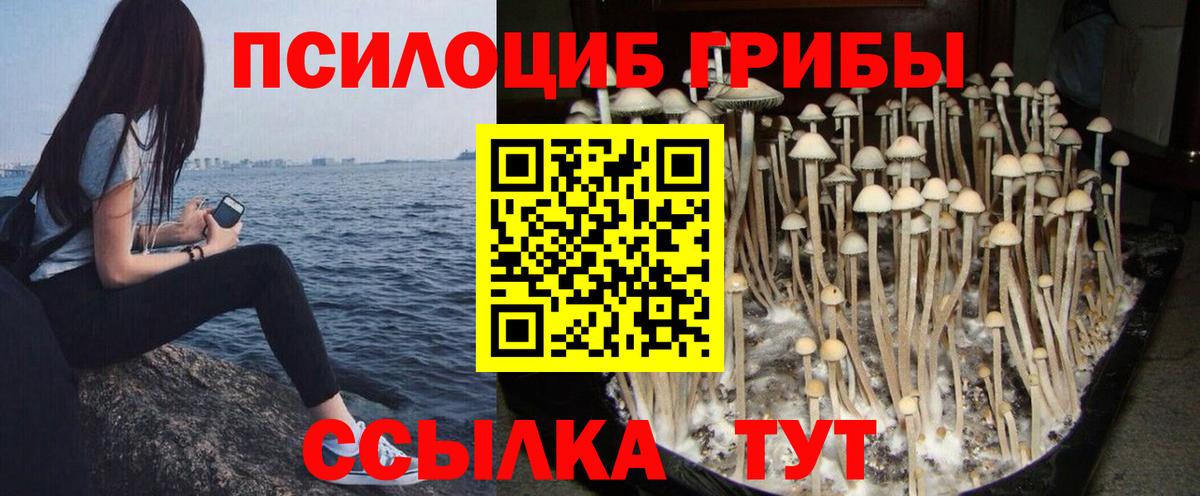 Псилоцибиновые грибы Psilocybe Борисоглебск